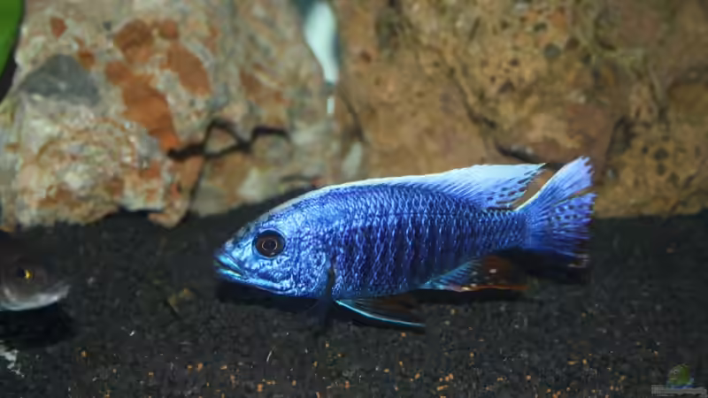 Besatz im Aquarium Malawi Welt von BAD666 (20)