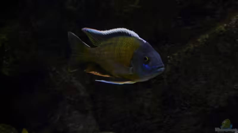 Besatz im Aquarium Malawi Wohnzimmer (aufgelöst) von Zigermandli (29)