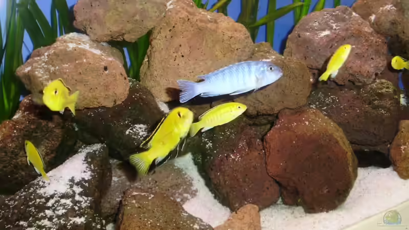 Besatz im Aquarium Malawibecken von Bauzel (3)