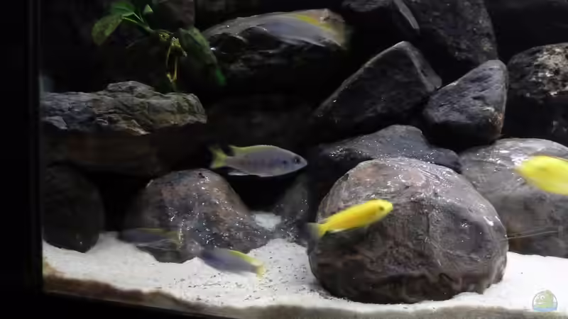 Besatz im Aquarium Malawibecken von Der Michel (21)