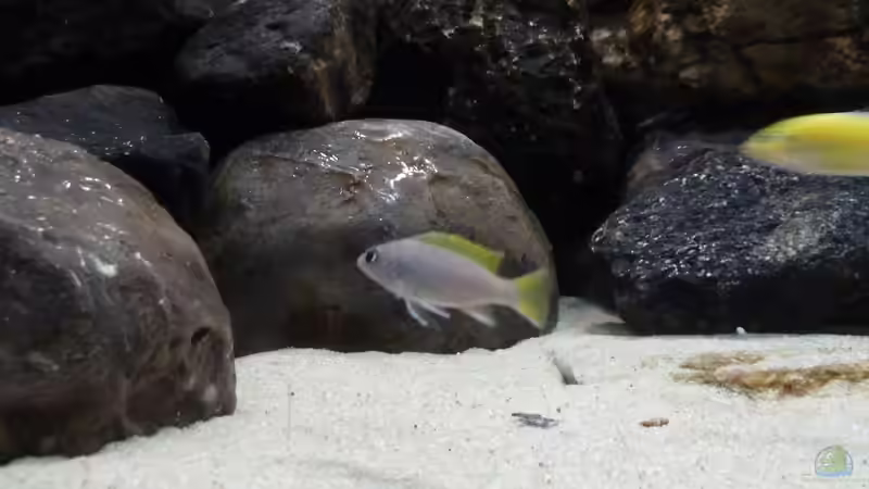 Besatz im Aquarium Malawibecken von Der Michel (22)