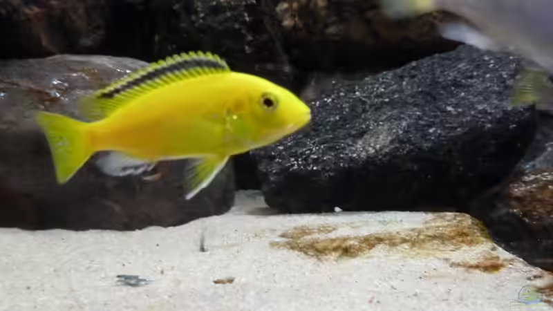 Besatz im Aquarium Malawibecken von Der Michel (23)