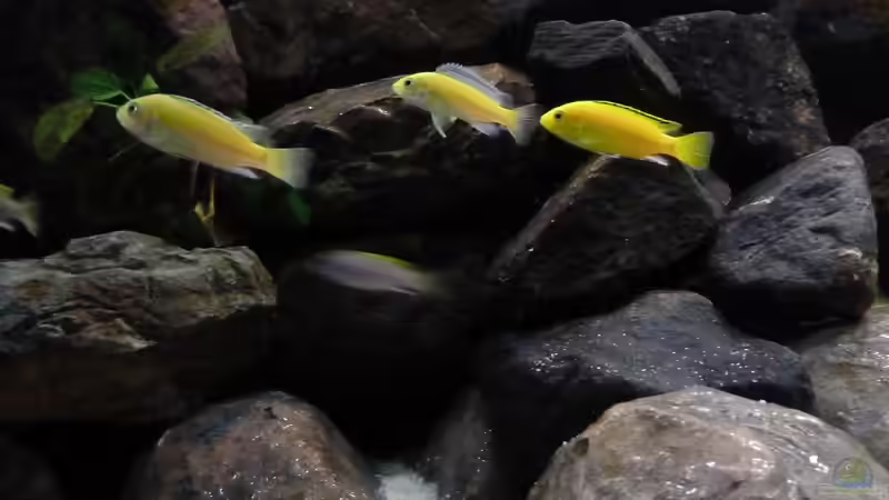 Besatz im Aquarium Malawibecken von Der Michel (24)