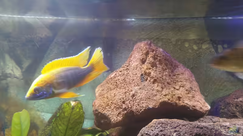 Besatz im Aquarium MalawiBecken von Mia Sun (11)