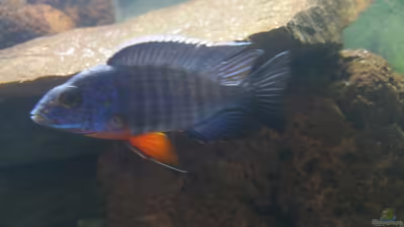 Besatz im Aquarium MalawiBecken von Mia Sun (12)