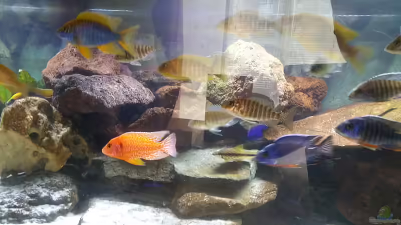 Besatz im Aquarium MalawiBecken von Mia Sun (13)