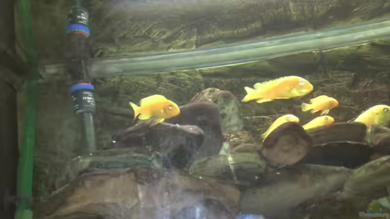 Besatz im Aquarium Malawibecken von Rain (10)