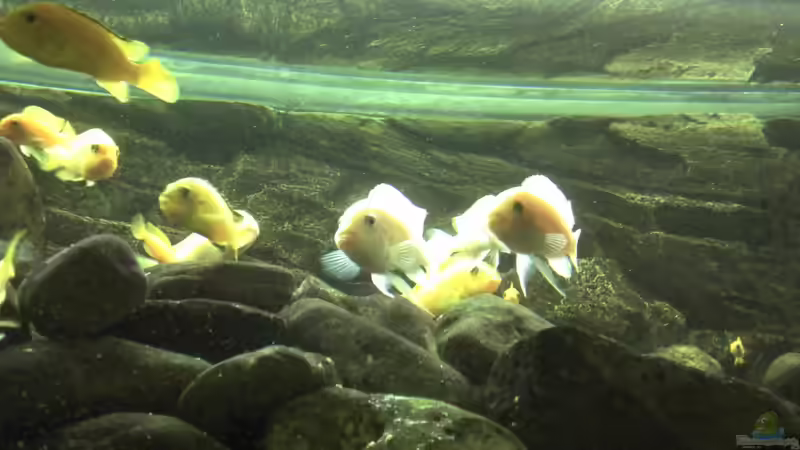 Besatz im Aquarium Malawibecken von Rain (13)
