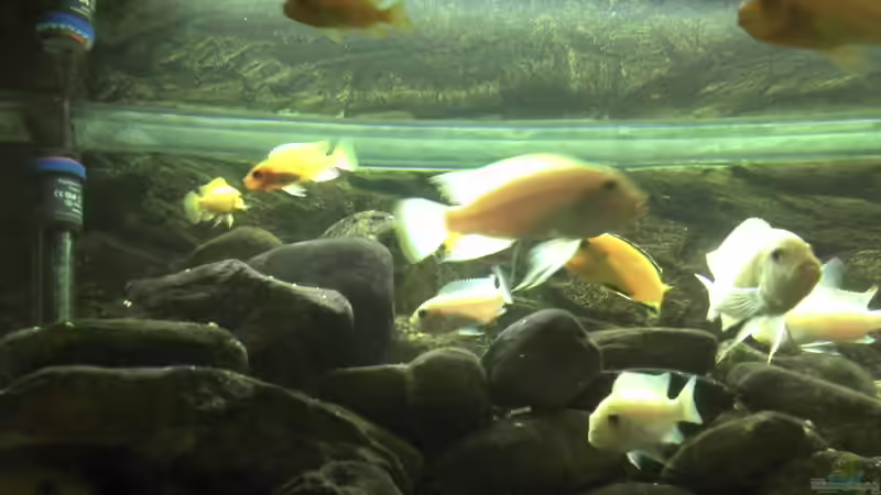 Besatz im Aquarium Malawibecken von Rain (15)