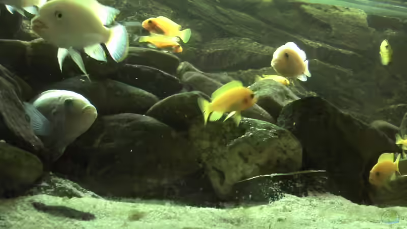 Besatz im Aquarium Malawibecken von Rain (16)