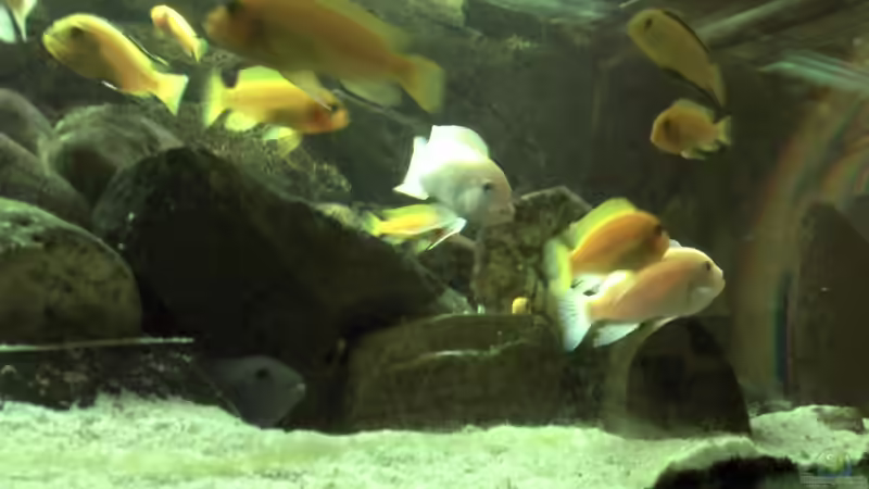 Besatz im Aquarium Malawibecken von Rain (17)