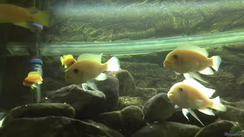 Besatz im Aquarium Malawibecken von Rain (18)