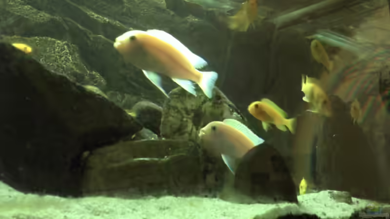 Besatz im Aquarium Malawibecken von Rain (7)