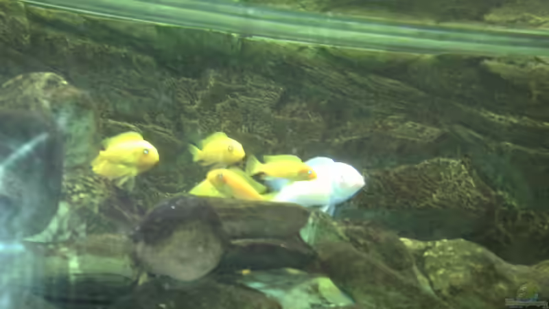Besatz im Aquarium Malawibecken von Rain (8)