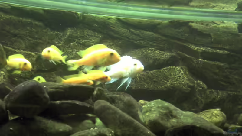 Besatz im Aquarium Malawibecken von Rain (9)