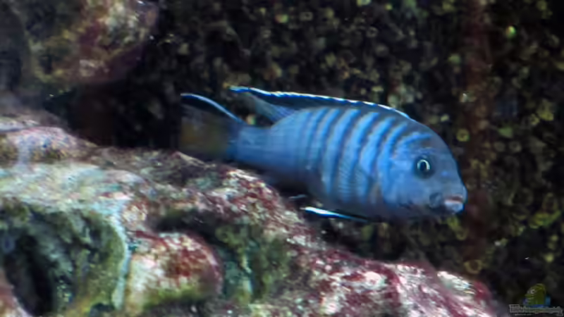 Besatz im Aquarium Malawibecken von William (10)