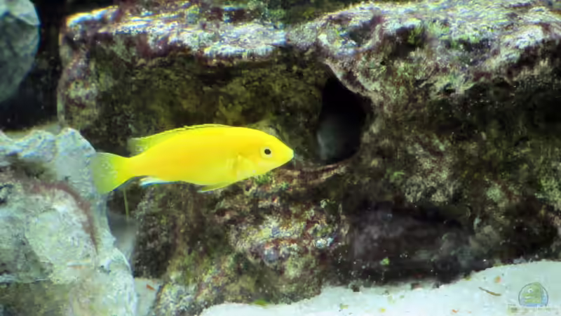 Besatz im Aquarium Malawibecken von William (11)