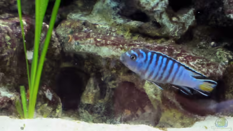 Besatz im Aquarium Malawibecken von William (12)
