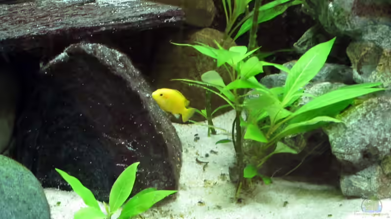 Besatz im Aquarium Malawibecken von William (14)