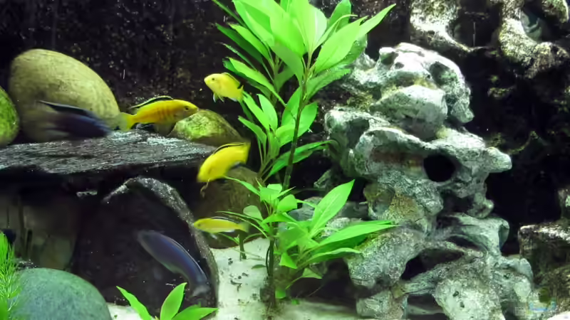 Besatz im Aquarium Malawibecken von William (15)