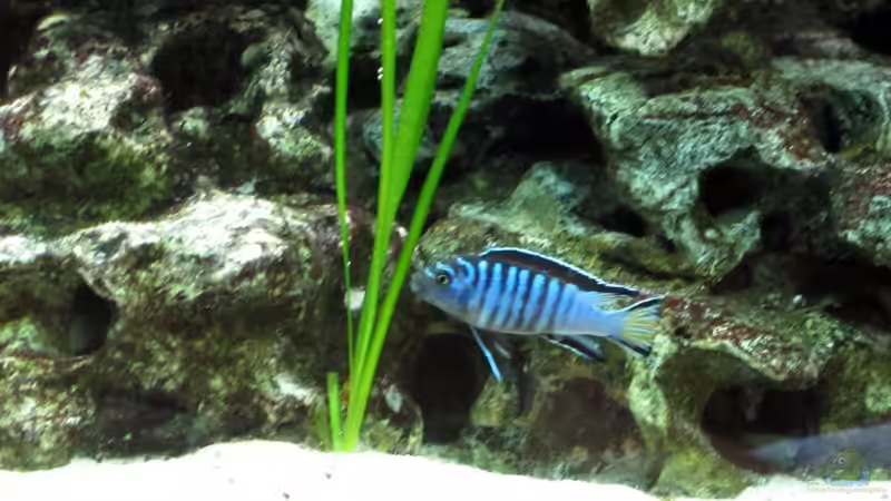 Besatz im Aquarium Malawibecken von William (8)