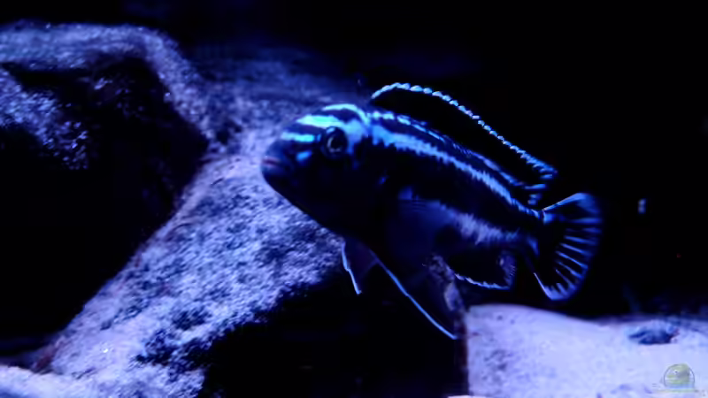 Besatz im Aquarium Malawibiotop - 1.400 Liter von Cariba (10)