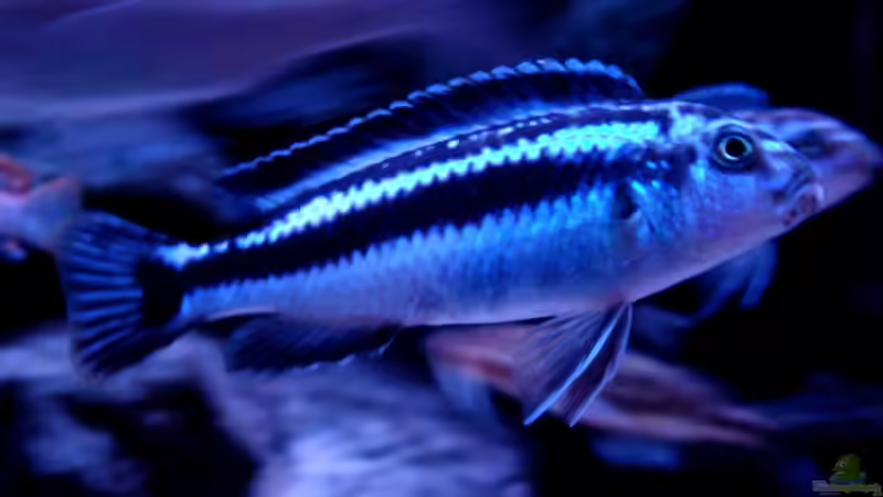 Besatz im Aquarium Malawibiotop - 1.400 Liter von Cariba (11)