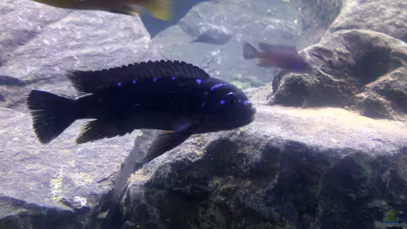 Besatz im Aquarium Malawibiotop - 1.400 Liter von Cariba (6)