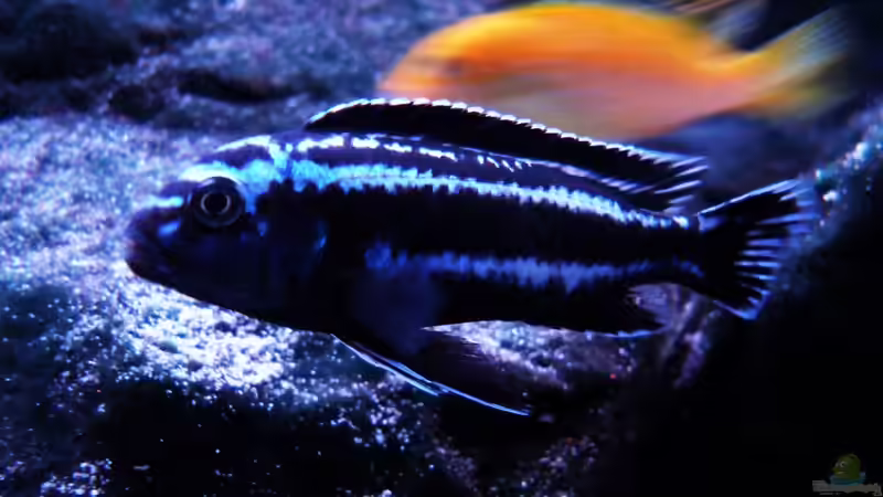 Besatz im Aquarium Malawibiotop - 1.400 Liter von Cariba (9)