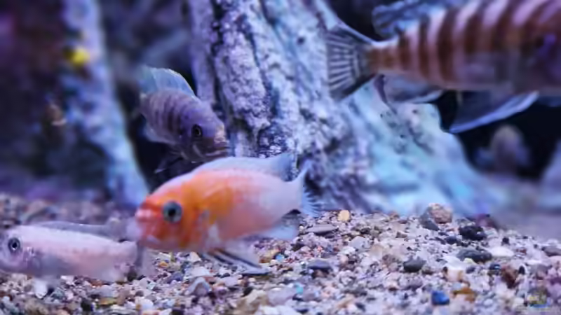 Besatz im Aquarium Malawibiotop von Sven Meyer (20)