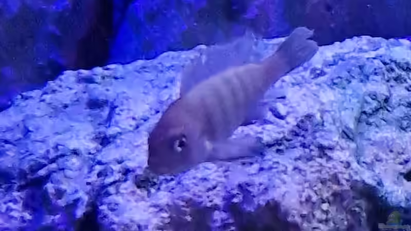 Besatz im Aquarium Malawibiotop von Sven Meyer (25)