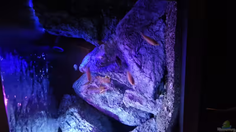 Besatz im Aquarium Malawibiotop von Sven Meyer (30)
