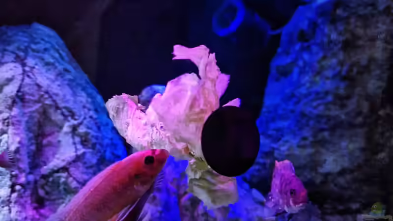 Besatz im Aquarium Malawibiotop von Sven Meyer (31)