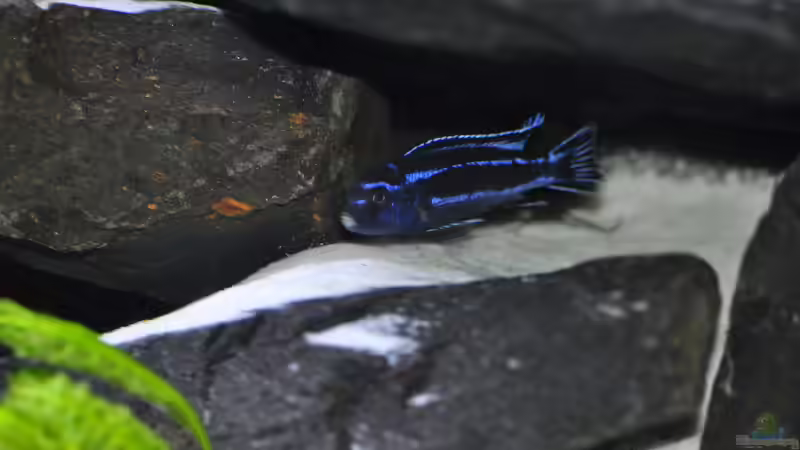 Besatz im Aquarium Malawidream von DominikZ (11)