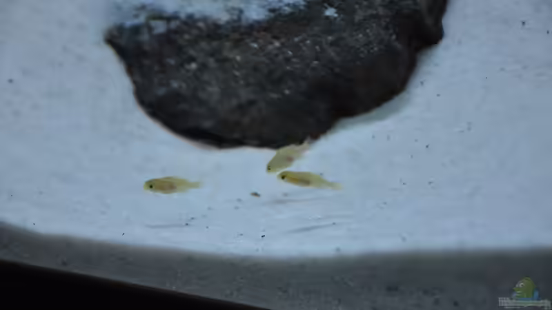 Besatz im Aquarium Malawidream von DominikZ (13)