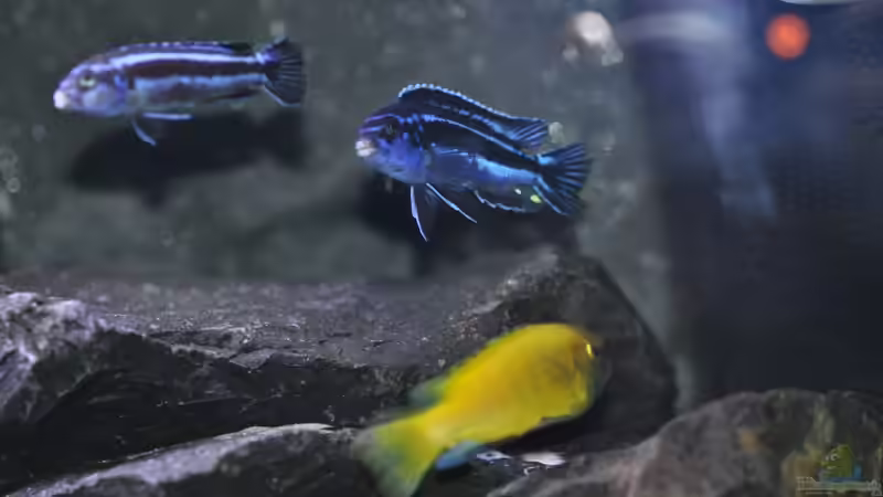 Besatz im Aquarium Malawidream von DominikZ (40)