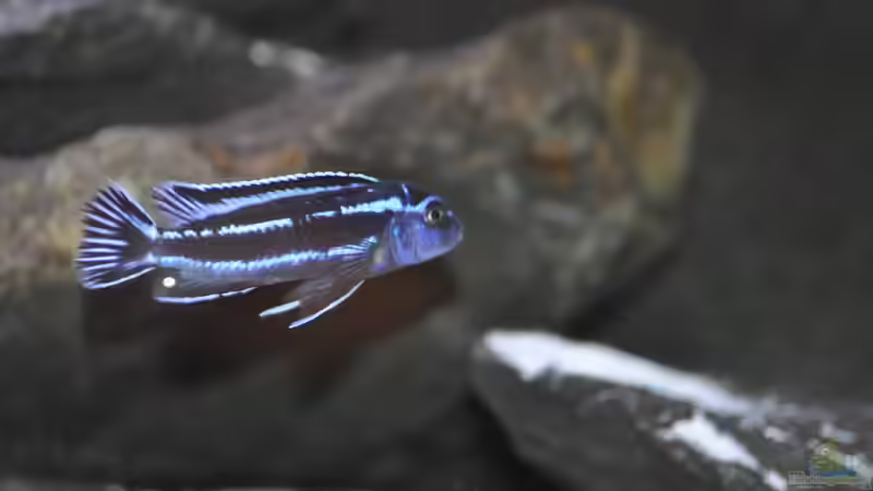 Besatz im Aquarium Malawidream von DominikZ (42)