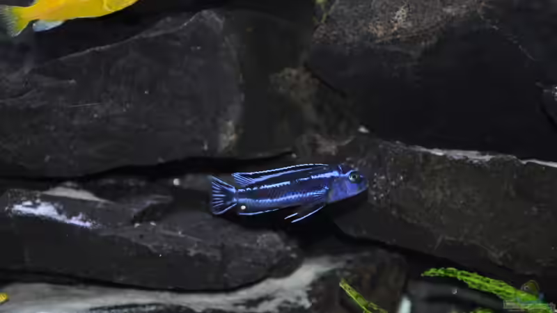 Besatz im Aquarium Malawidream von DominikZ (43)