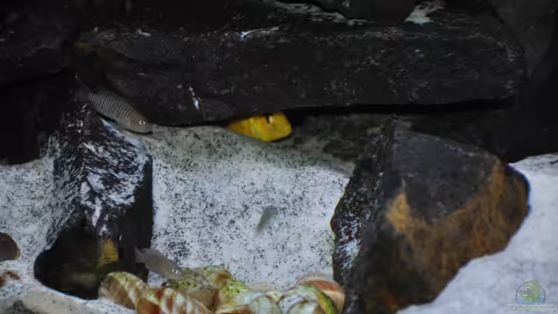 Besatz im Aquarium Malawidream von DominikZ (44)