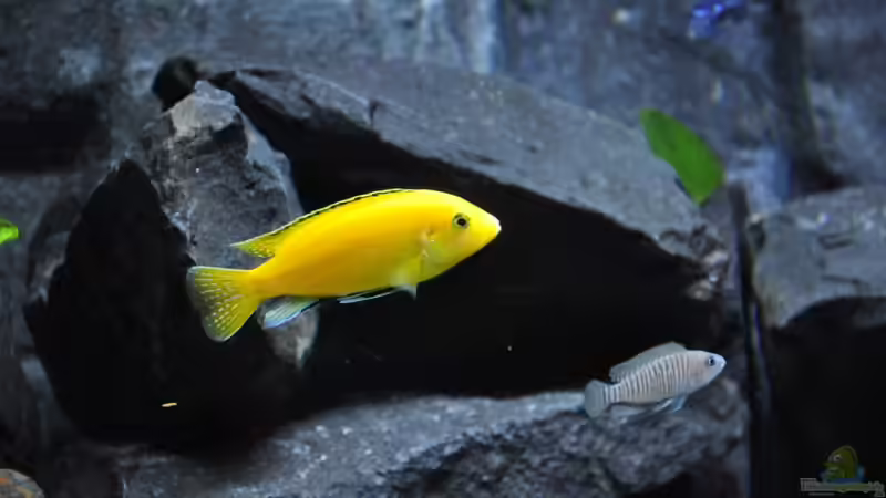 Besatz im Aquarium Malawidream von DominikZ (47)