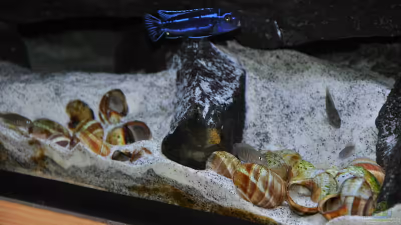 Besatz im Aquarium Malawidream von DominikZ (49)