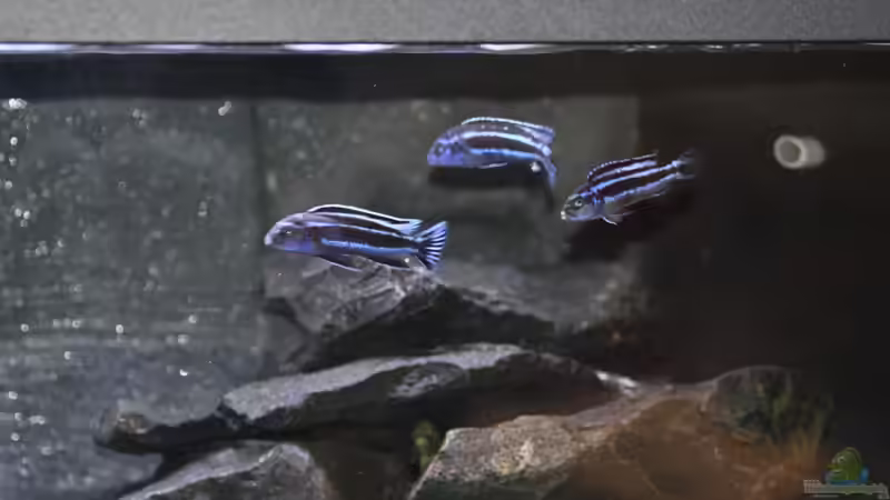 Besatz im Aquarium Malawidream von DominikZ (50)