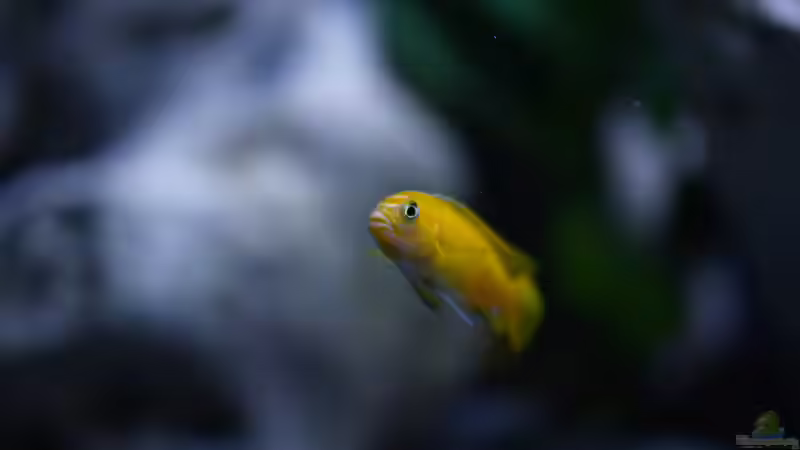 Besatz im Aquarium MALAWIDREAM von mawil (11)