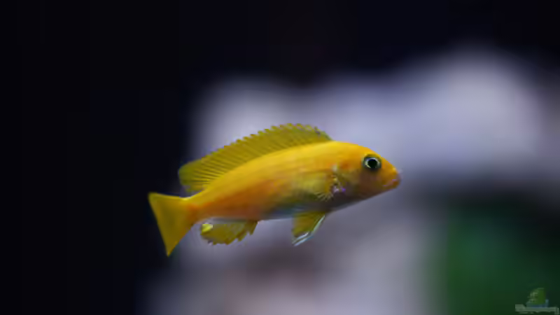 Besatz im Aquarium MALAWIDREAM von mawil (12)