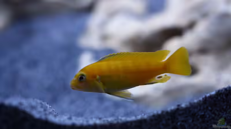 Besatz im Aquarium MALAWIDREAM von mawil (13)