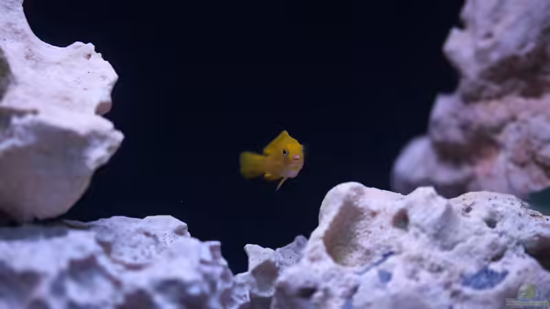 Besatz im Aquarium MALAWIDREAM von mawil (14)