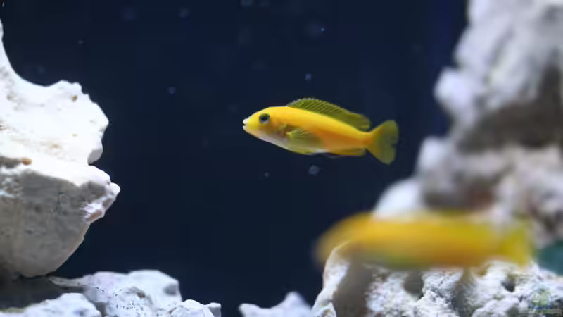 Besatz im Aquarium MALAWIDREAM von mawil (15)