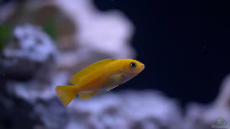 Besatz im Aquarium MALAWIDREAM von mawil (16)