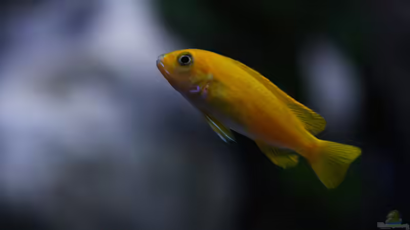 Besatz im Aquarium MALAWIDREAM von mawil (17)