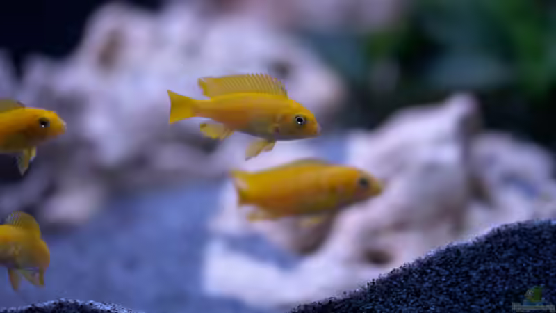 Besatz im Aquarium MALAWIDREAM von mawil (18)